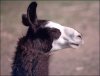 llama-face.jpg