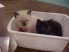 kittens.jpg