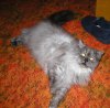 pets 006.jpg