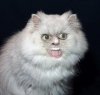 wtfcat.jpg