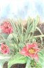 Tulipshowers1.jpg