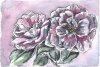camellias.jpg