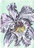 Iris2.jpg