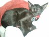 Isaac Kitten.jpg