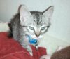 Jack_Jack Kitten.jpg